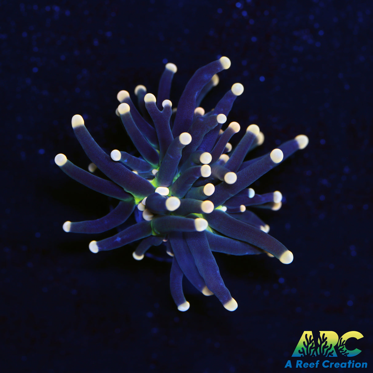 Blacklight Torch