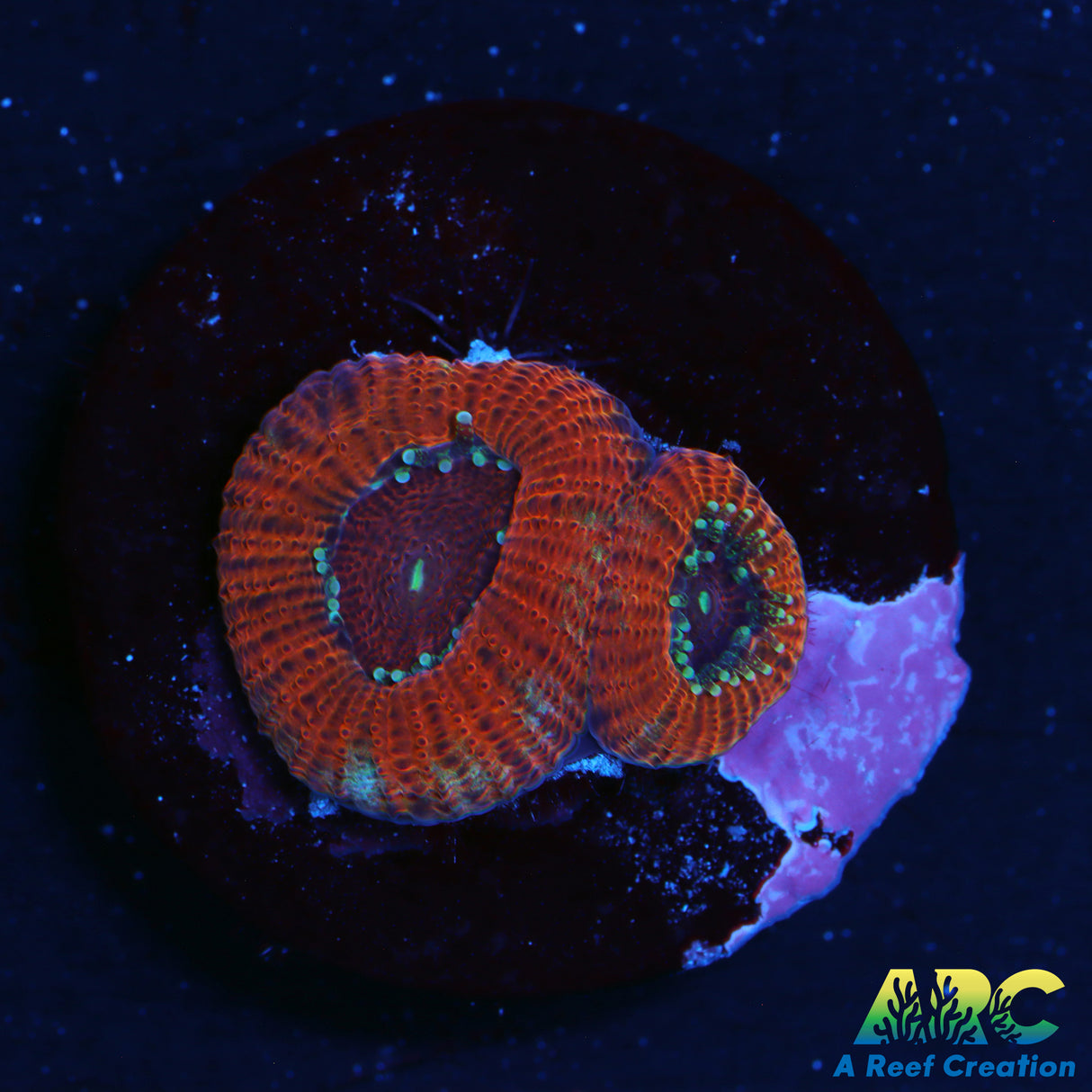 ARC Red Velvet Micro