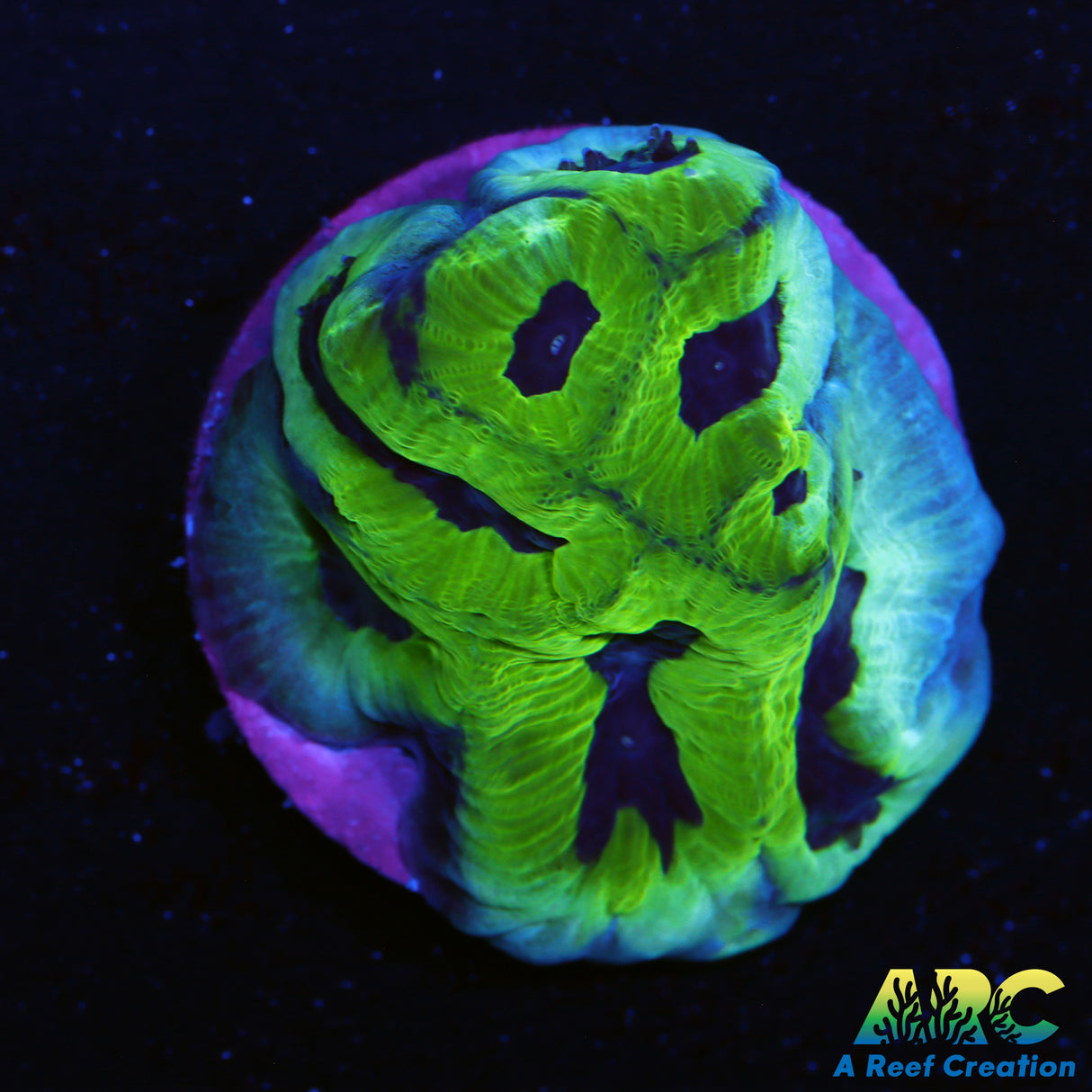 ARC Green And Purple Maze