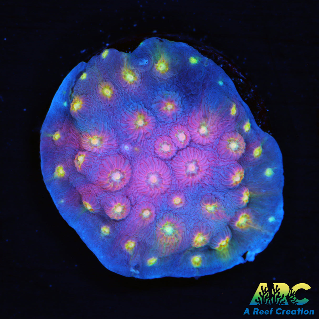 ARC Halley's Comet Plating Cyphastrea