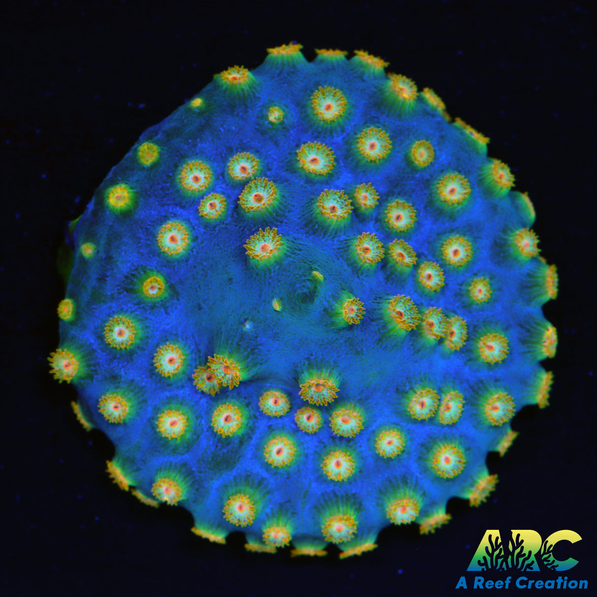 ARC Rick And Mortey Cyphastrea