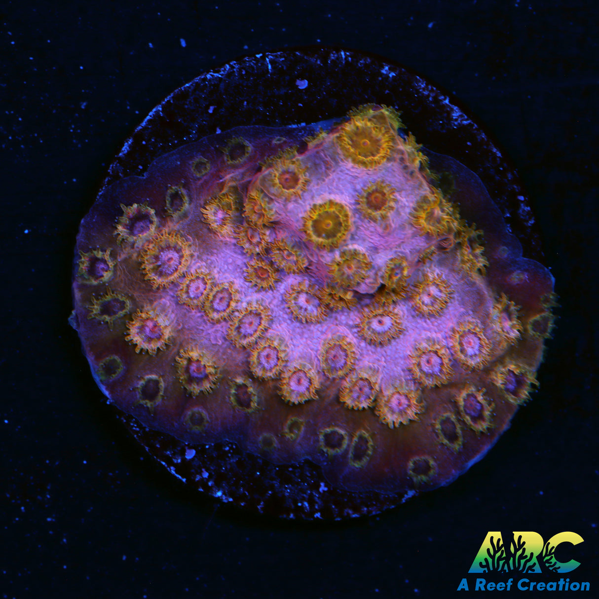Copper Cyphastrea