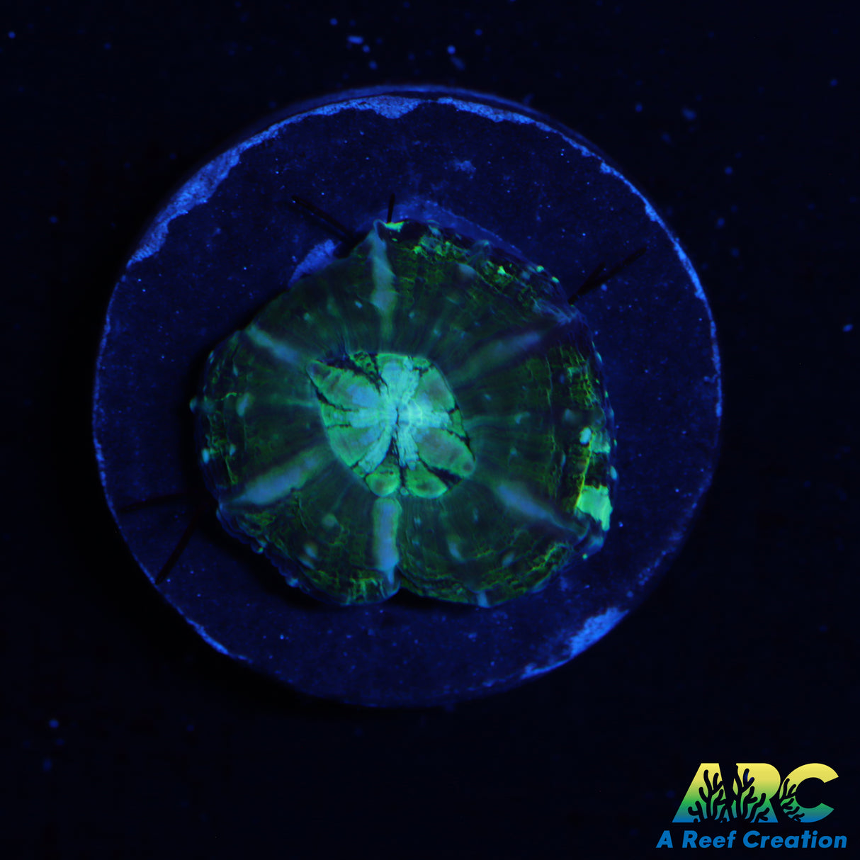 Captive Spawned Green Scoly
