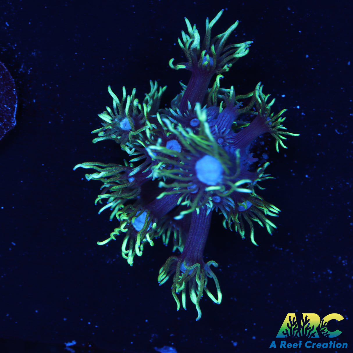 ARC Black Light Goni