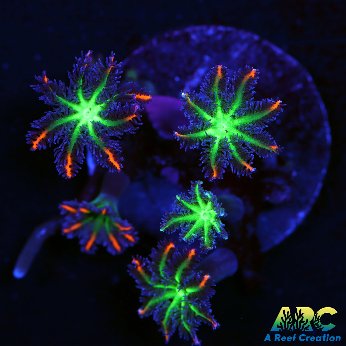 ARC Firework Clove Polyp