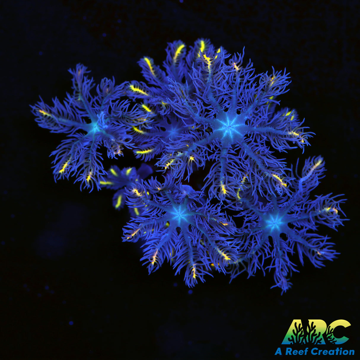 ARC Gold Stripe Clove Polyps