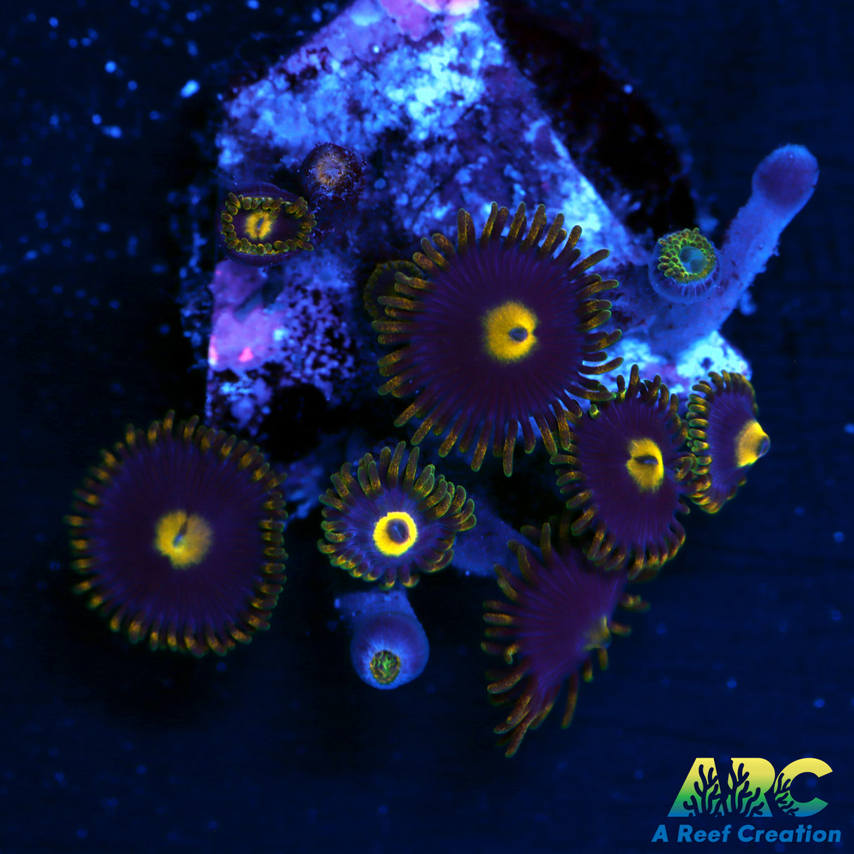 Blue Dream Zoa