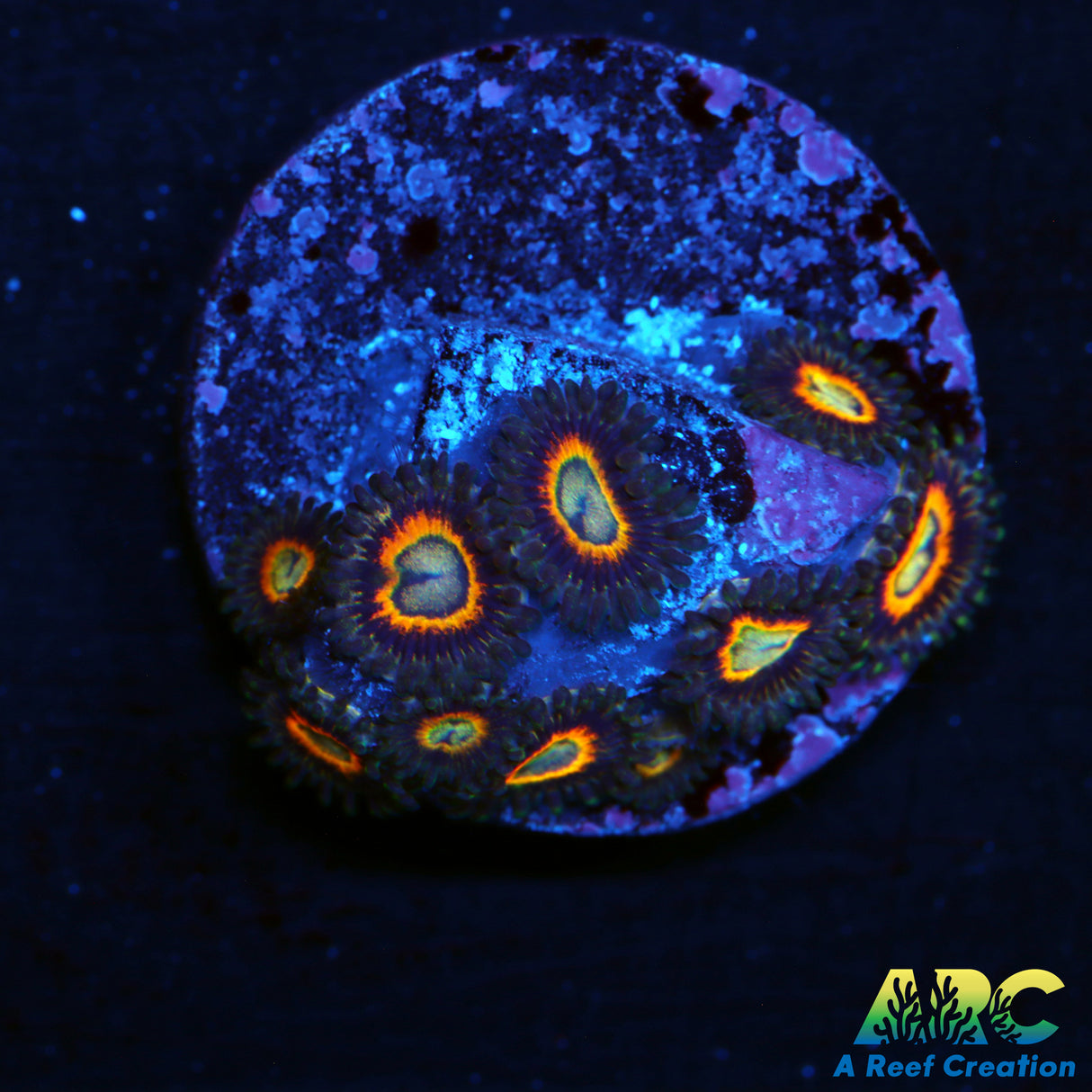 Fairytail Micro Zoa