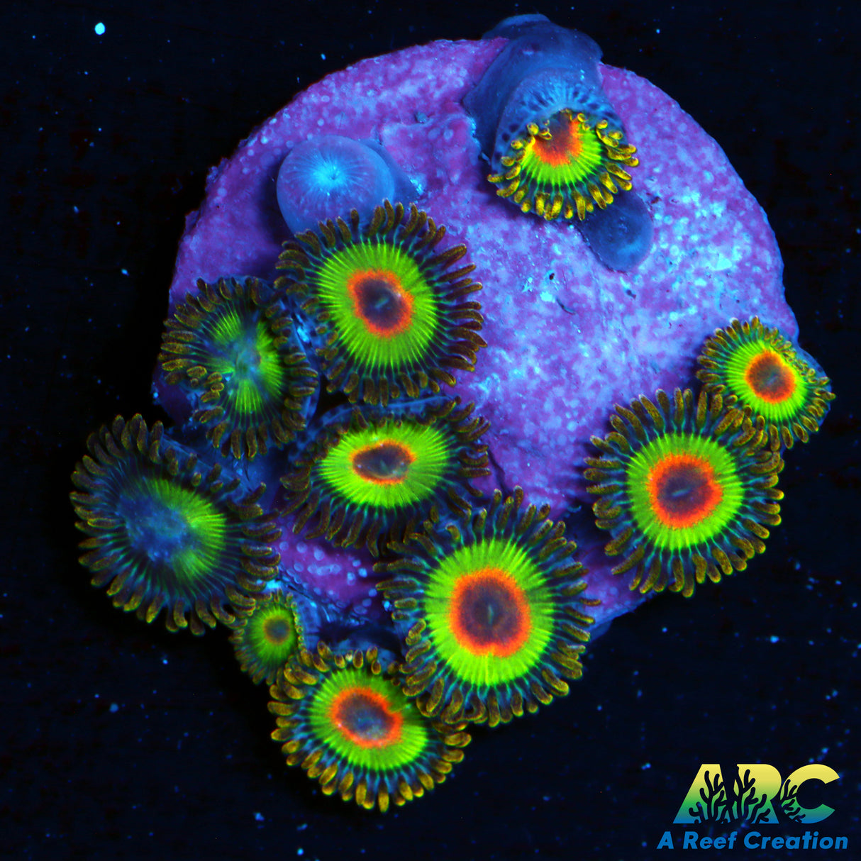 Rasta Zoa