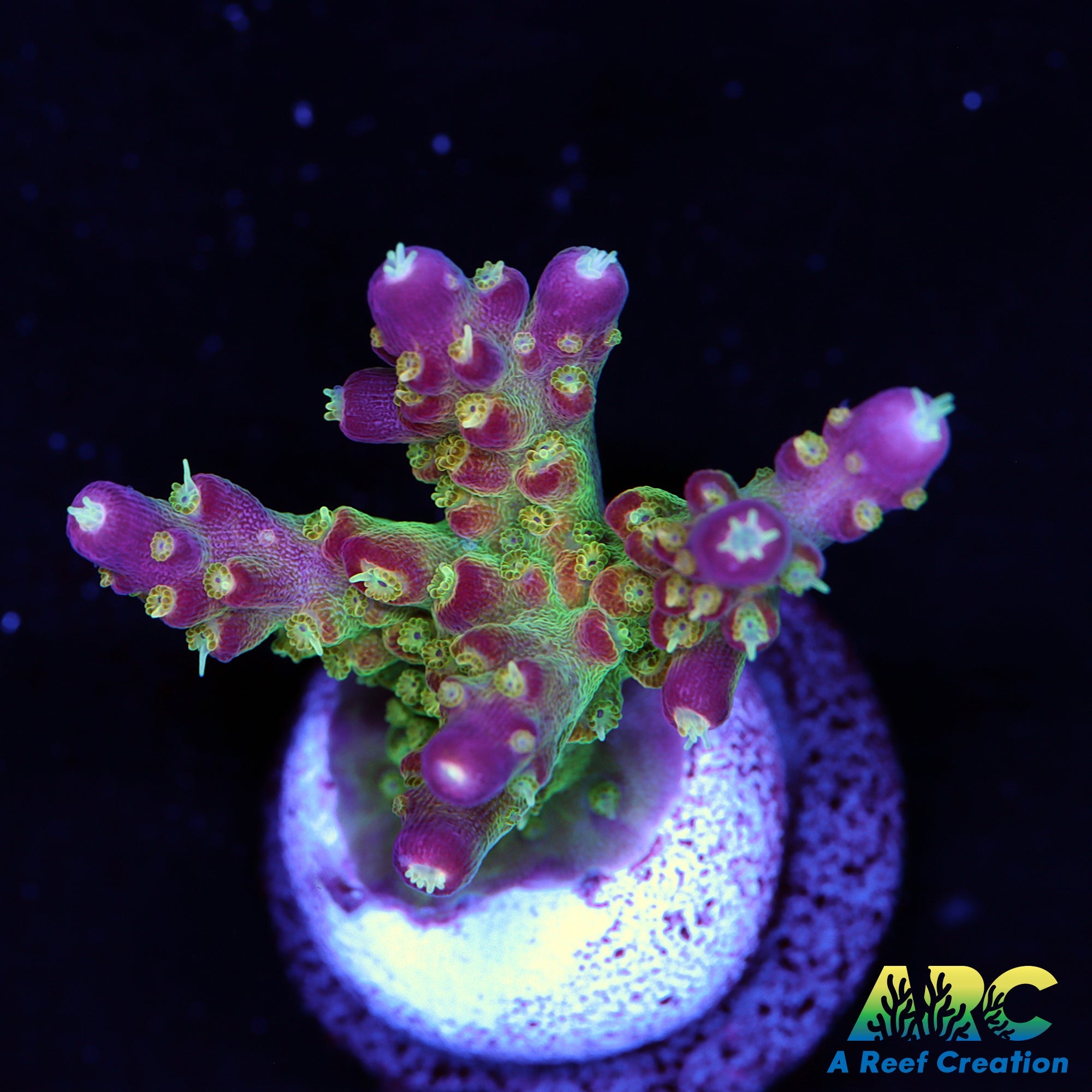 CC Grafted Banana Hammock Acro – A Reef Creation