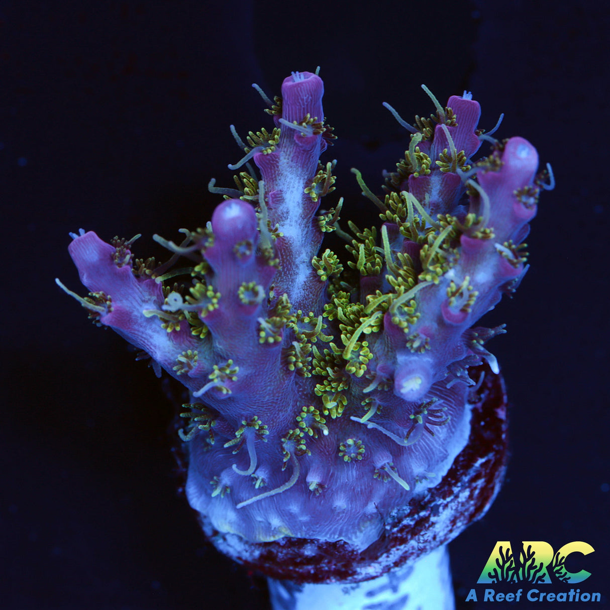 ARC Purple Hairy Monster