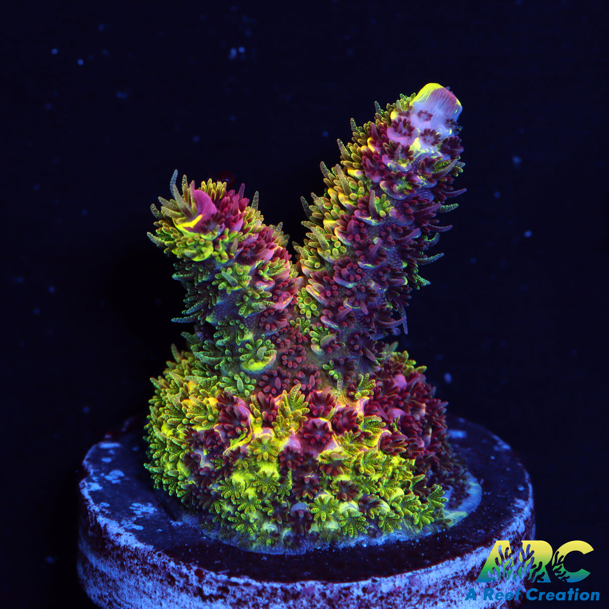 RRC Rainbow Splice Acro Show Piece