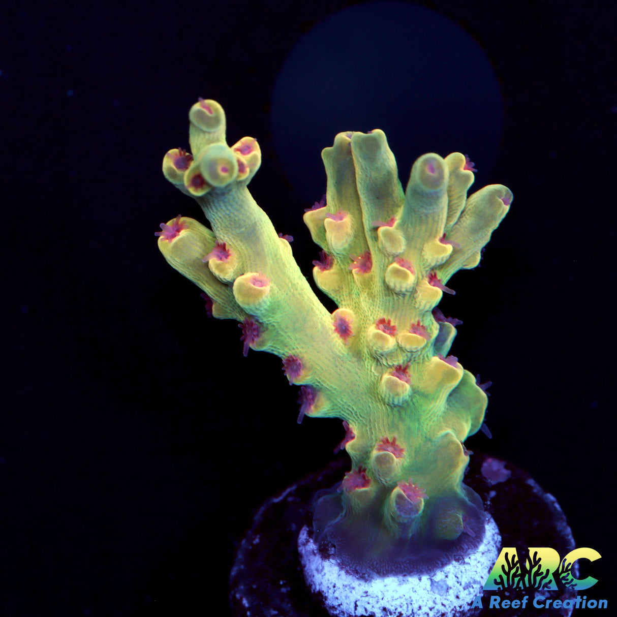 BK Chem Creme de la Creme