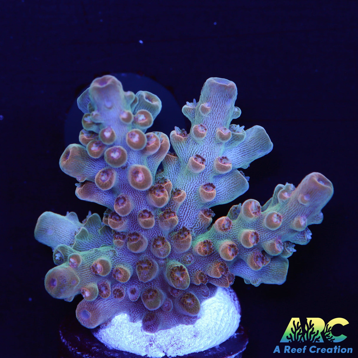 Anthony's Pink Granulosa