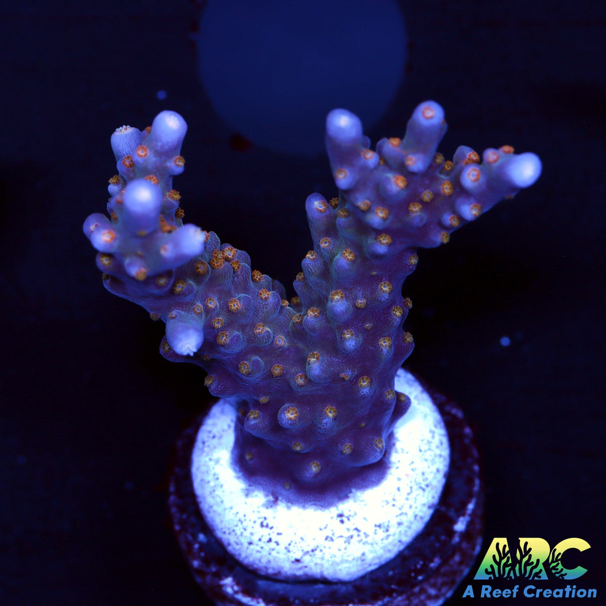 Tyree Merlin's Staff