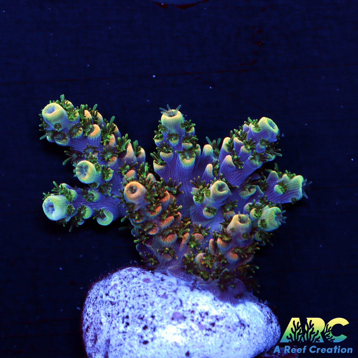 Sanjay's Party Time Table Acro