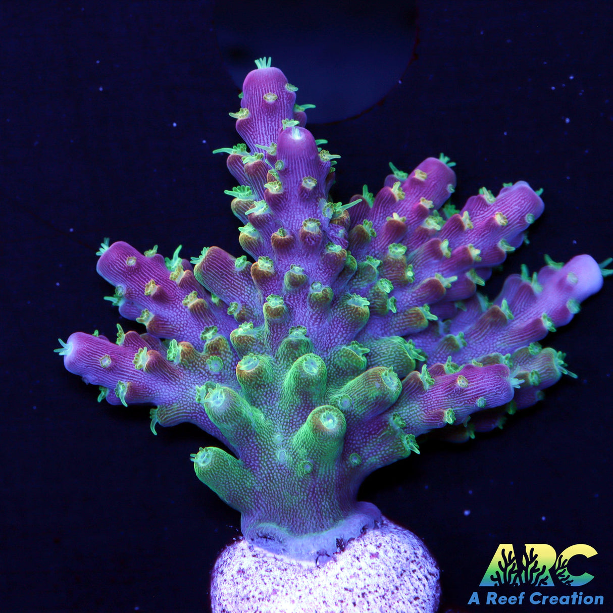 CC Grafted Banana Hammock