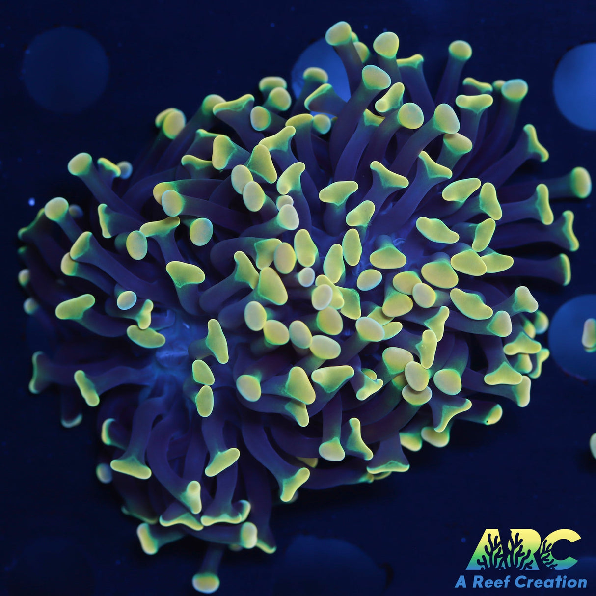 ARC Kaleidascope Hammer