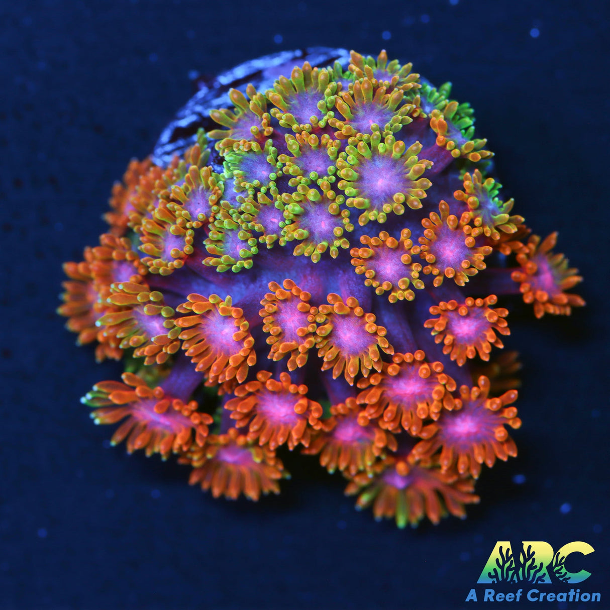 TSA Laffy Taffy Bernardpora only frag available