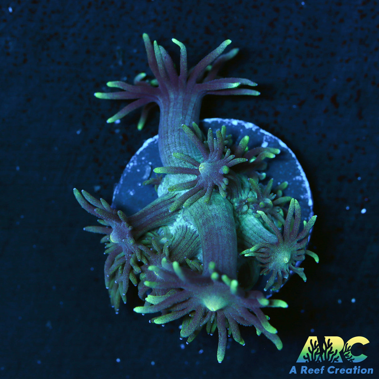 ARC Dirty Bubble Goni