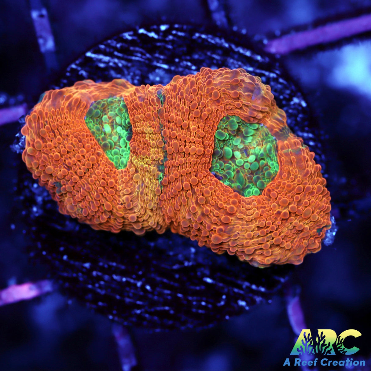 Orange Crush Echinata