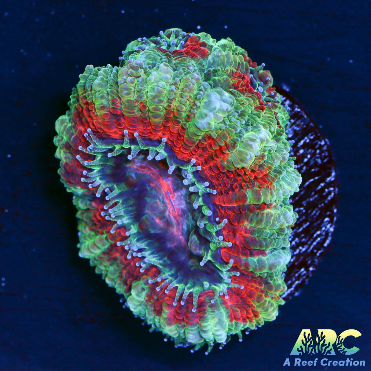 ARC Evil Eye Acan