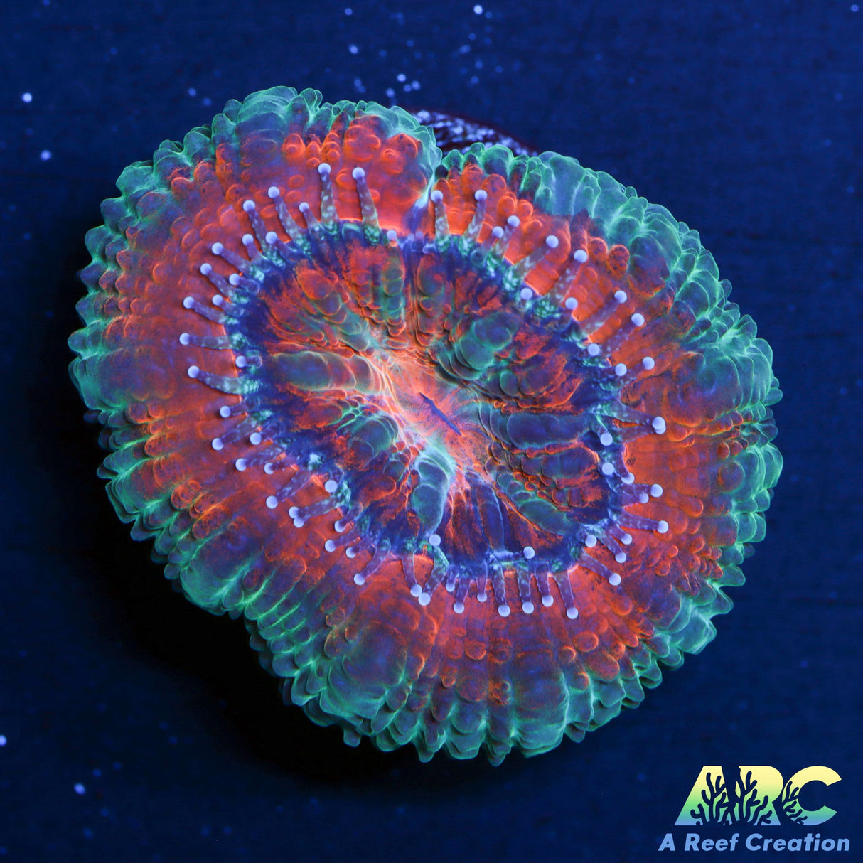 ARC Indo Acan