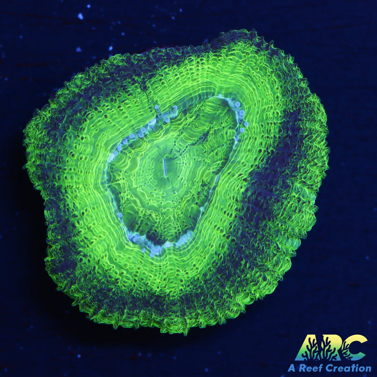ARC Neon Green Asian Acan