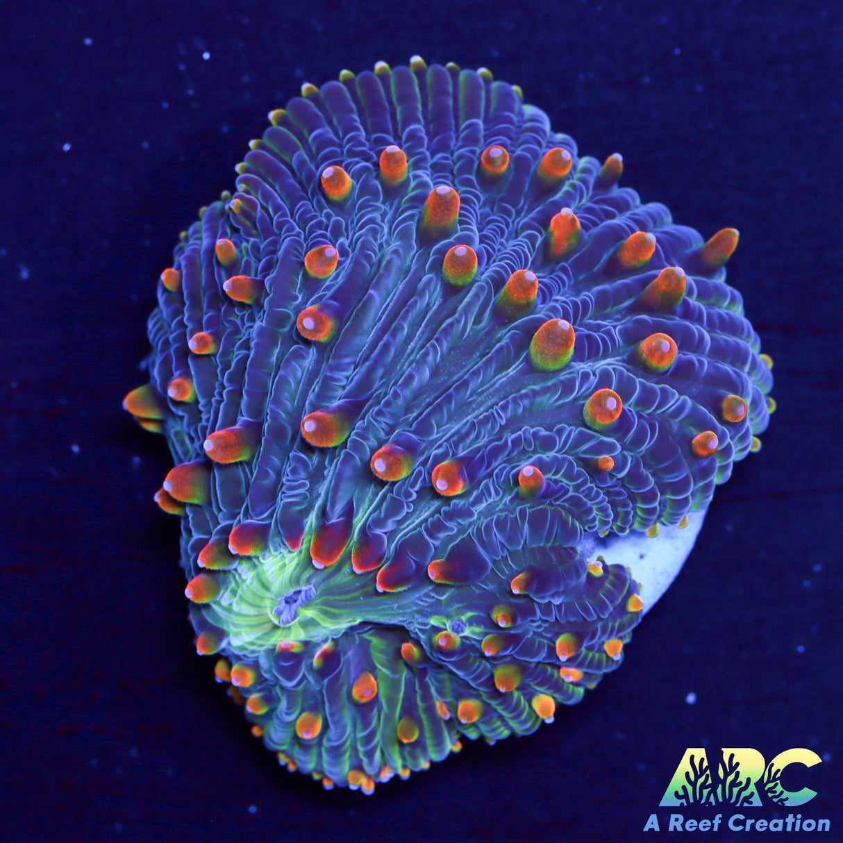 ARC Flaming Hydra Diaseris