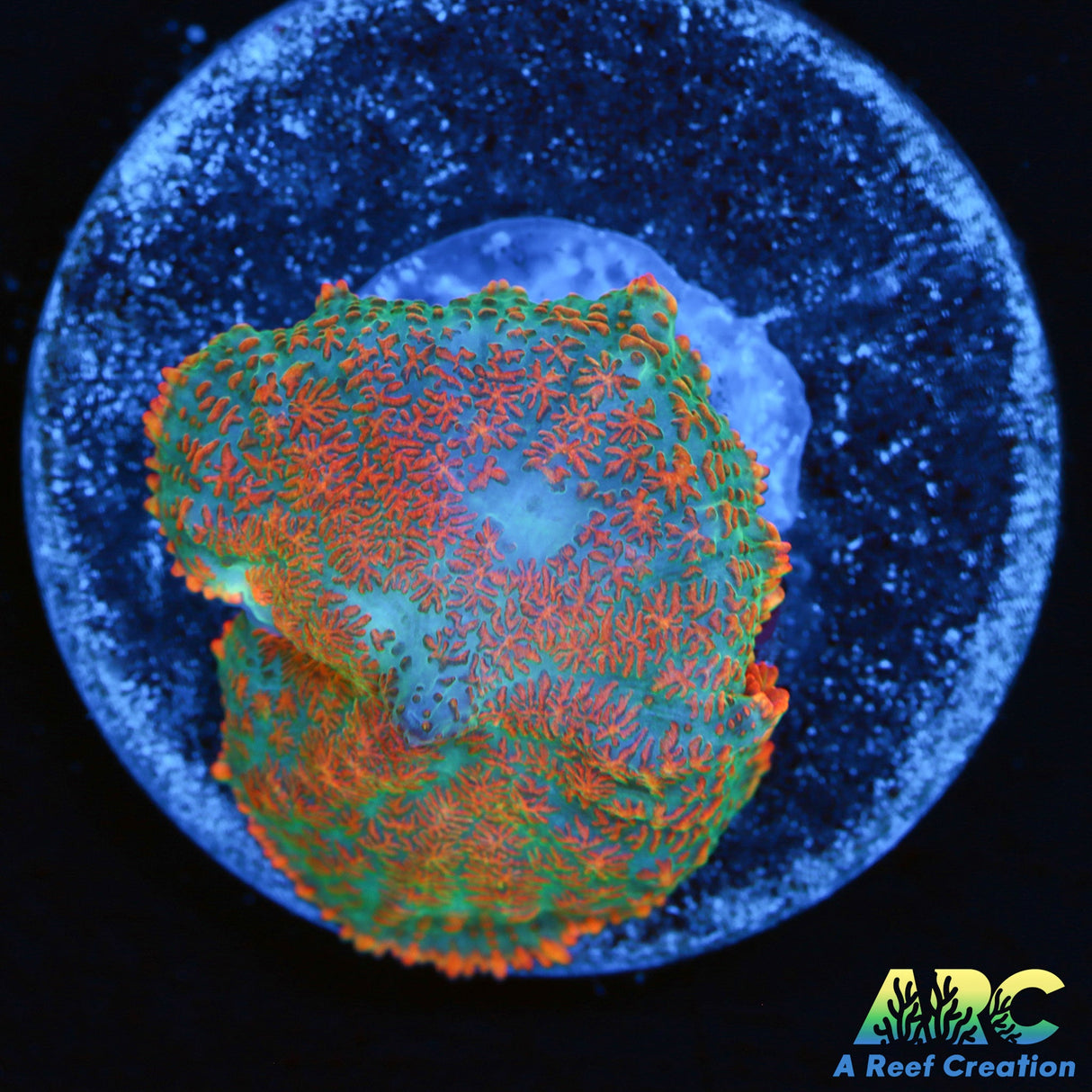 Mermaid Man Mushroom