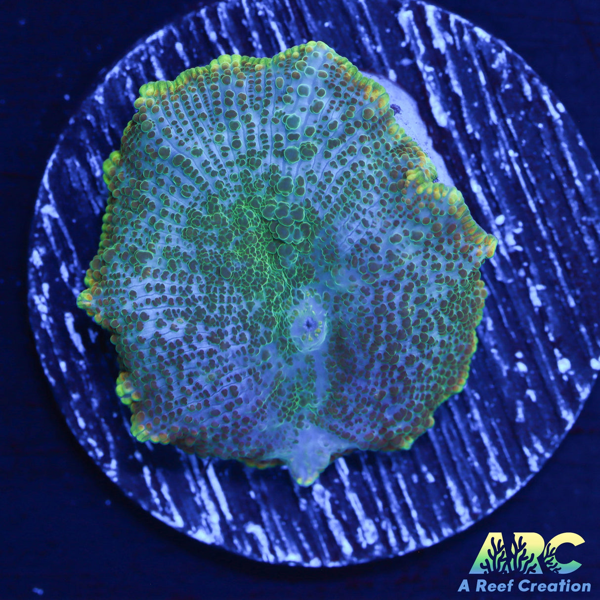 Leviathan Disco Mushroom