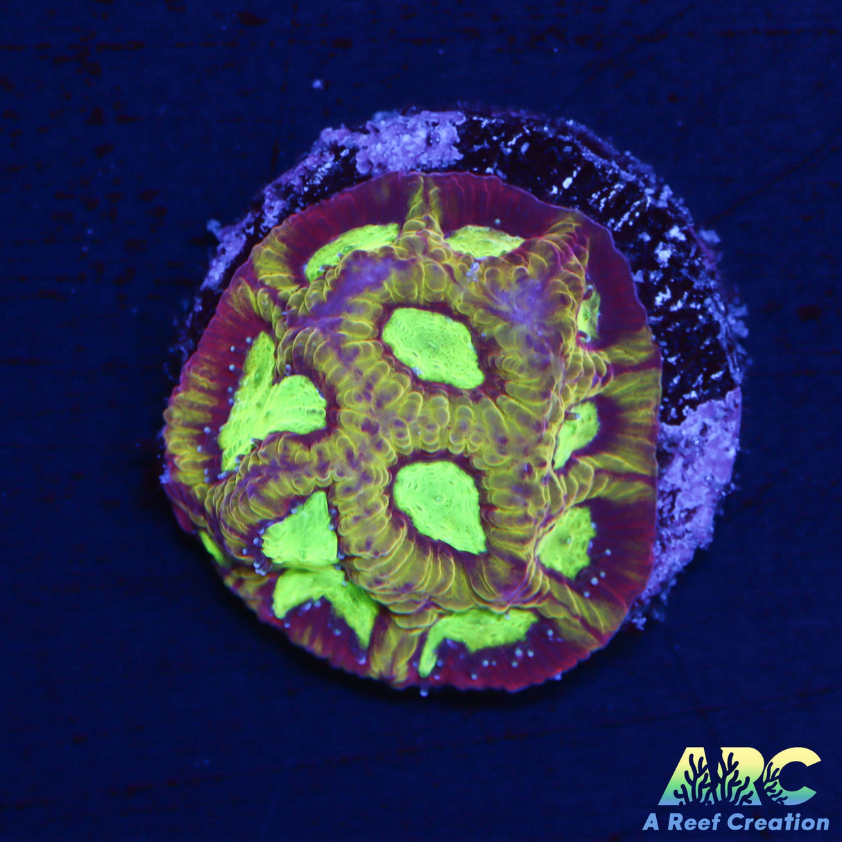 ARC Durin's Bane Favia