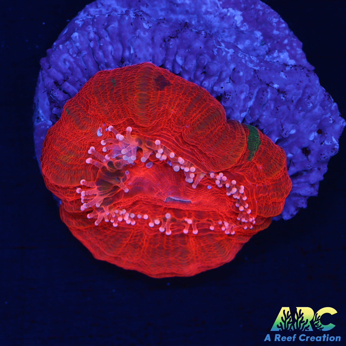 Reverse Bleeding Apple Scoly Aquacultured Frag