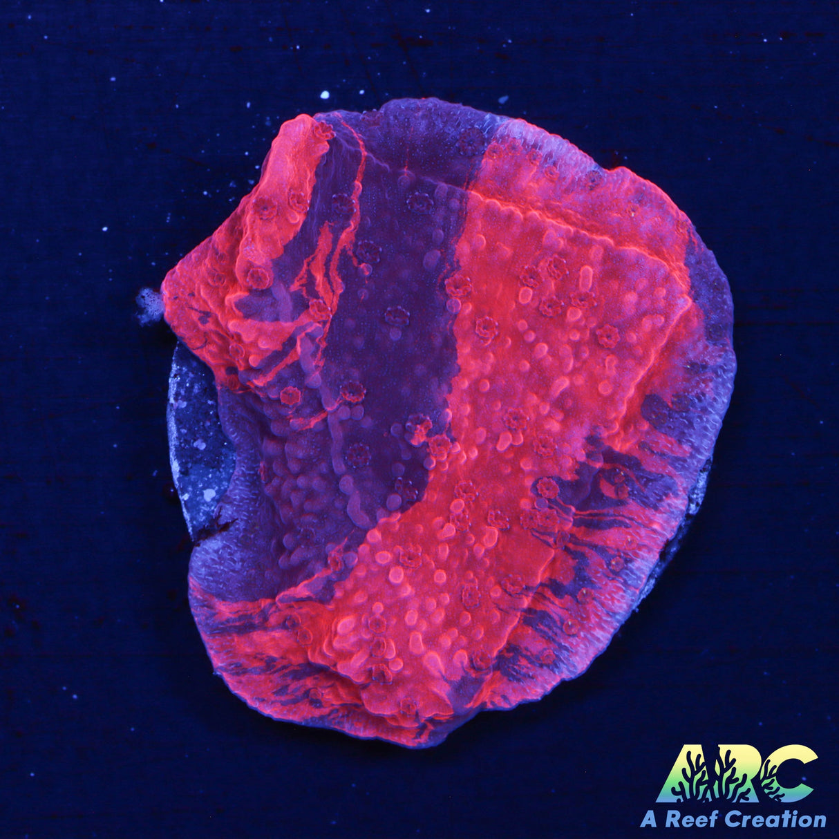 Cherry Garcia Monti Cap