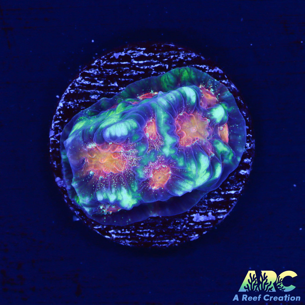 CC Space Cakes Favia