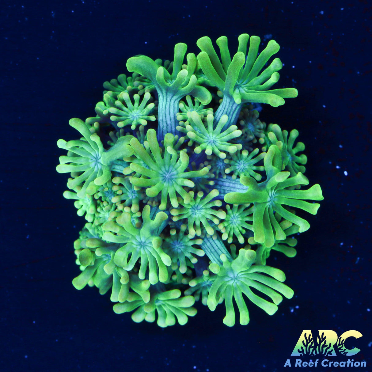 ARC Kermit The Frog Alveo