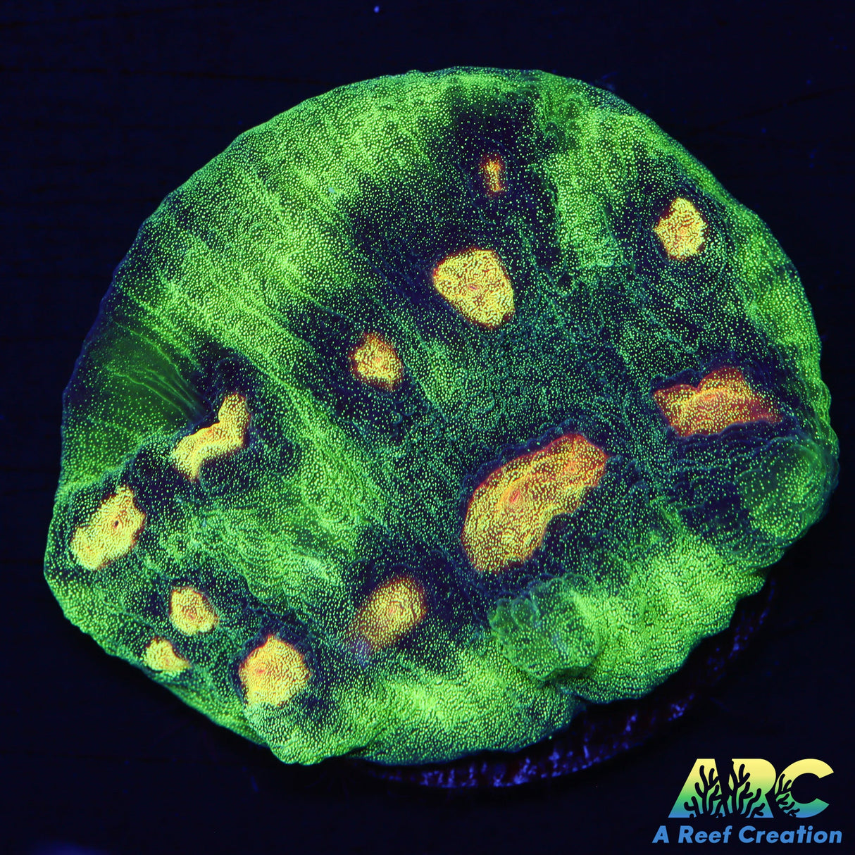 ARC Primal Fear Chalice