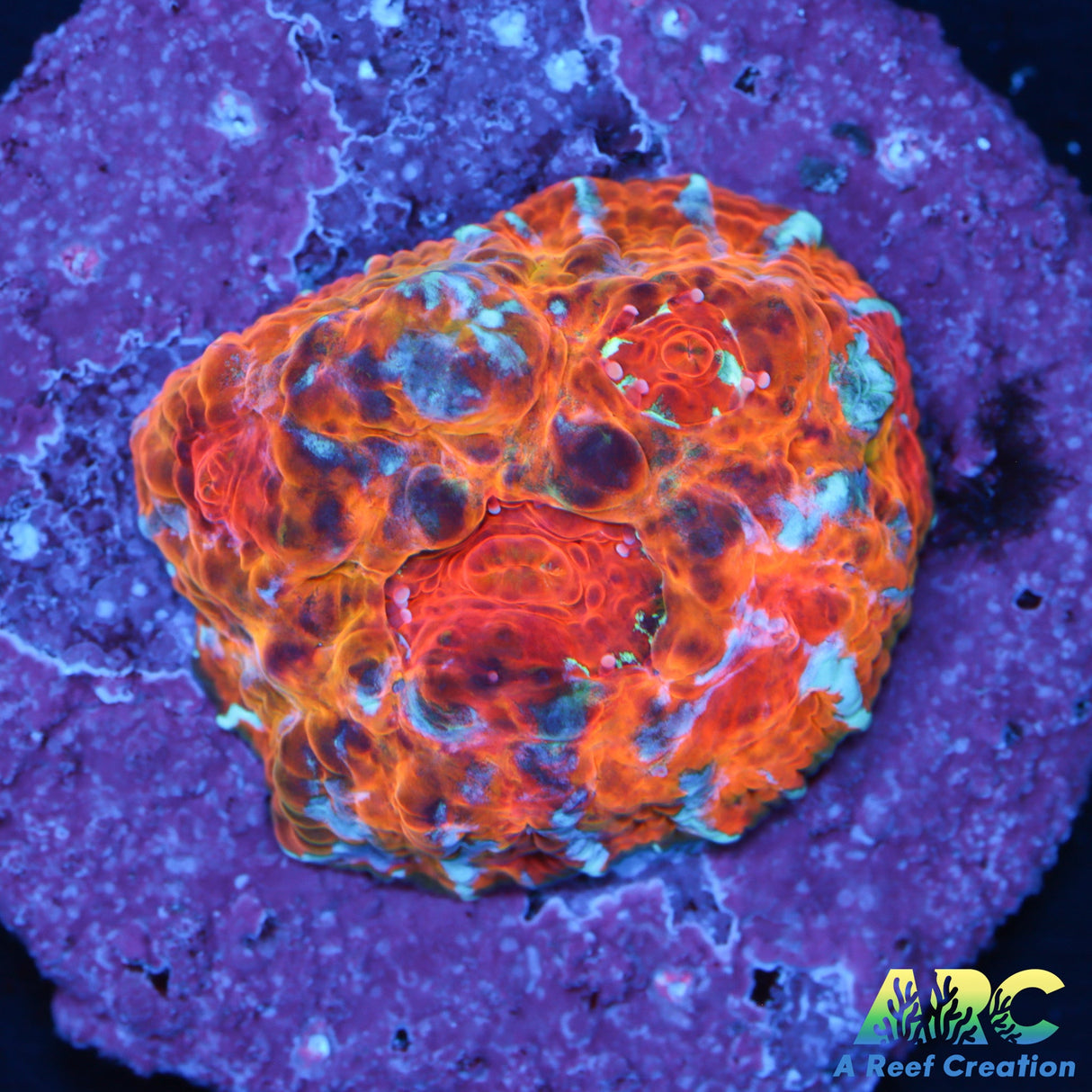 Nacho Cheese Chalice