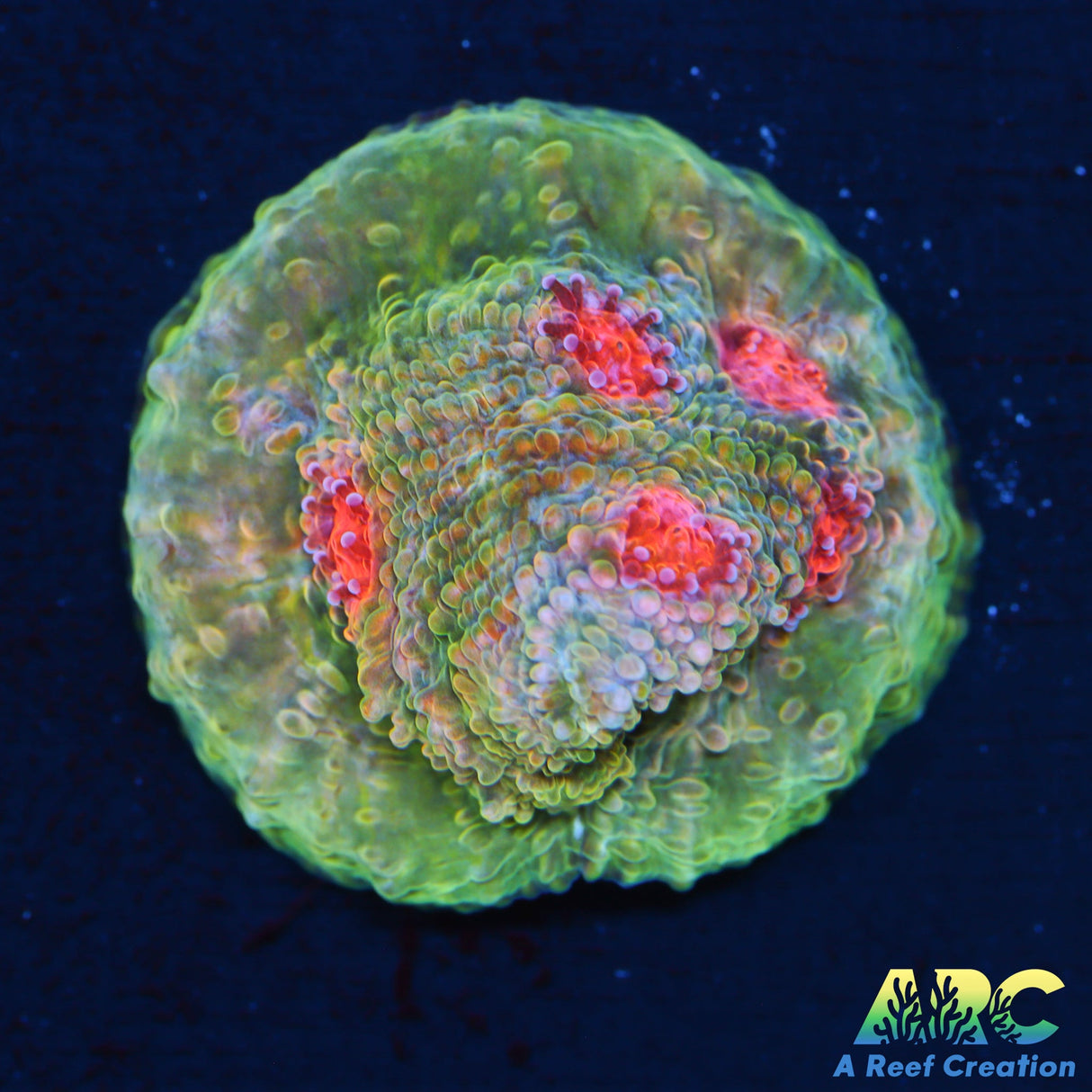 OG Mummy Eye Chalice