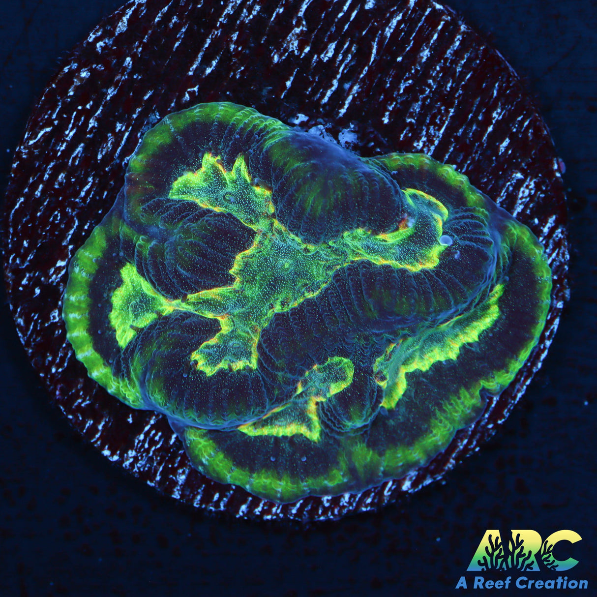 WWC Awesome Rainbow Platy