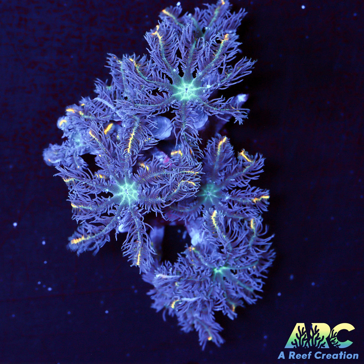 ARC Gold Stripe Cloves