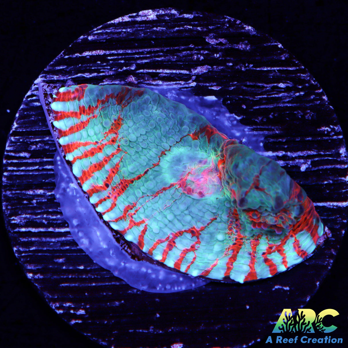 Rainbow Goku Chalice