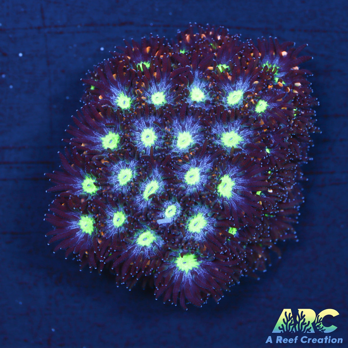 Blueberry Fields Leptastrea