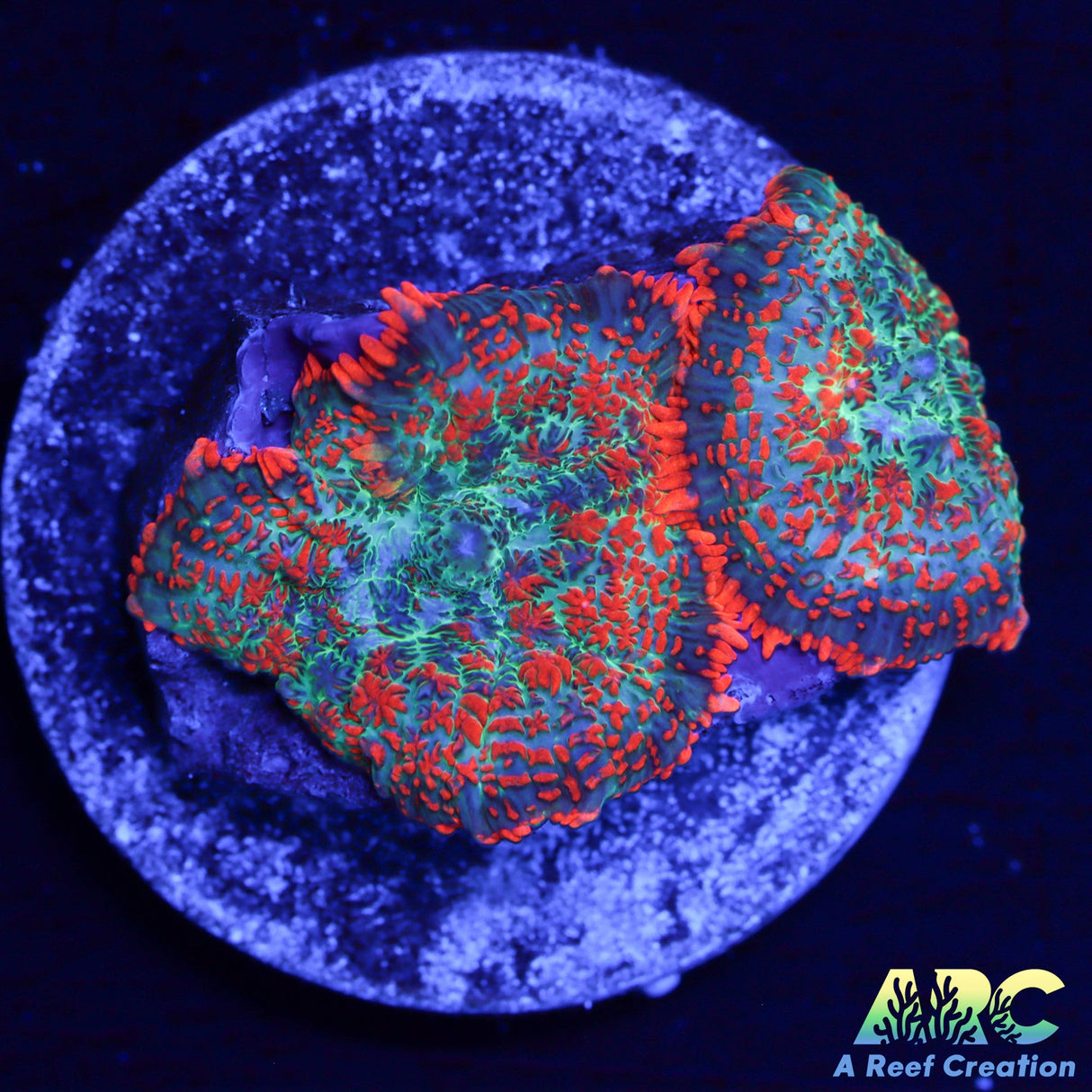 Forest Fire Rhodactis Double Mushroom