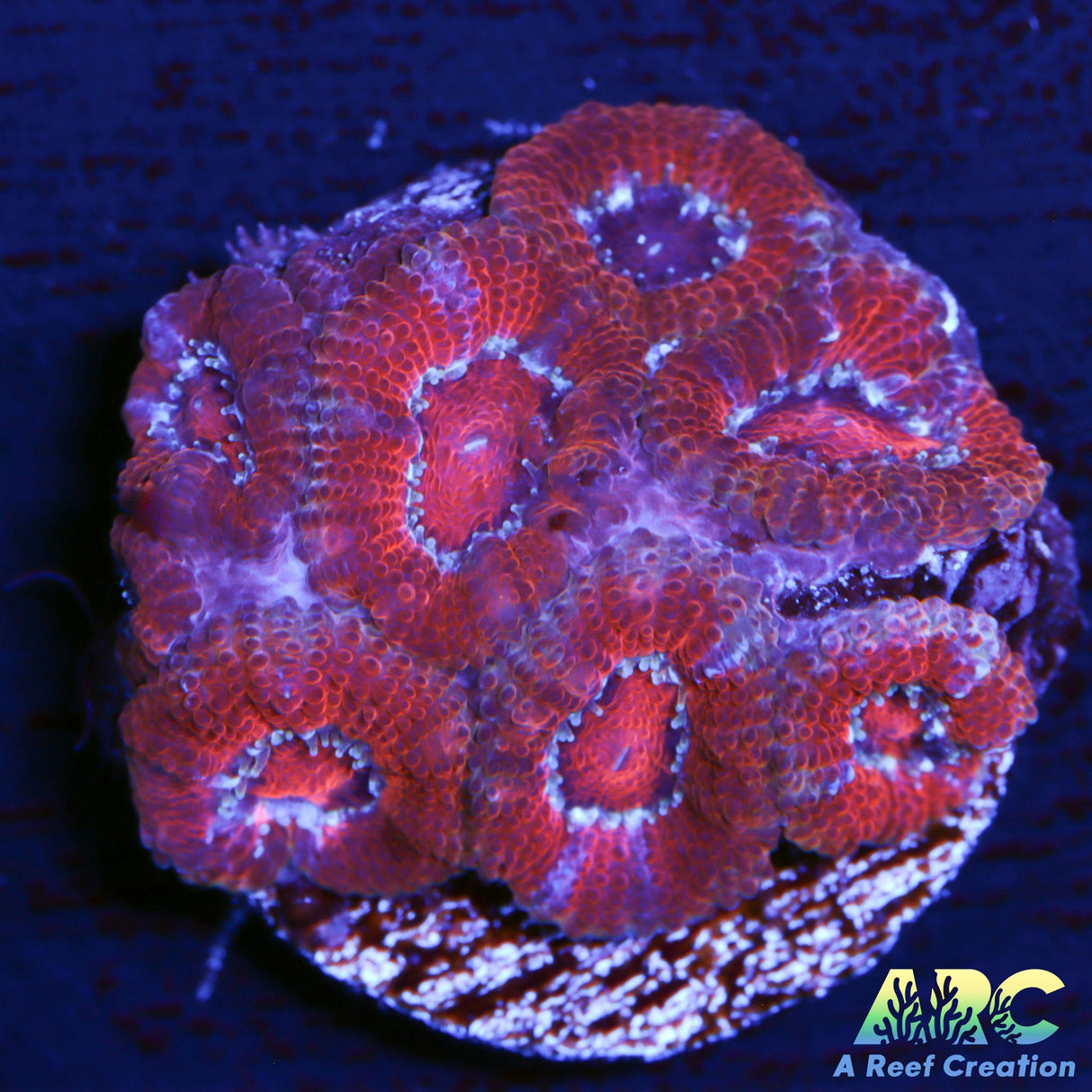 Red Acan