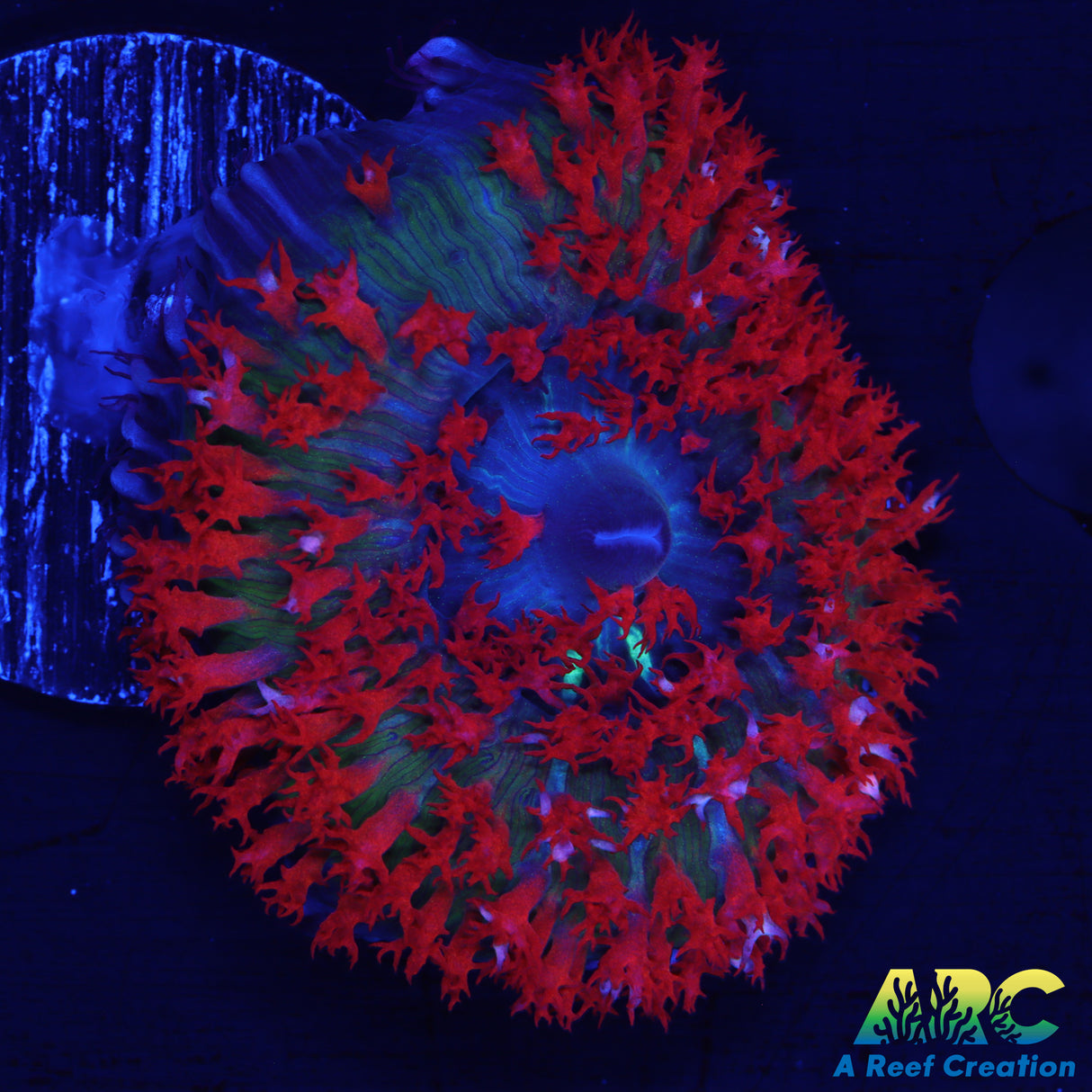 Neon Red St. Thomas Mushroom