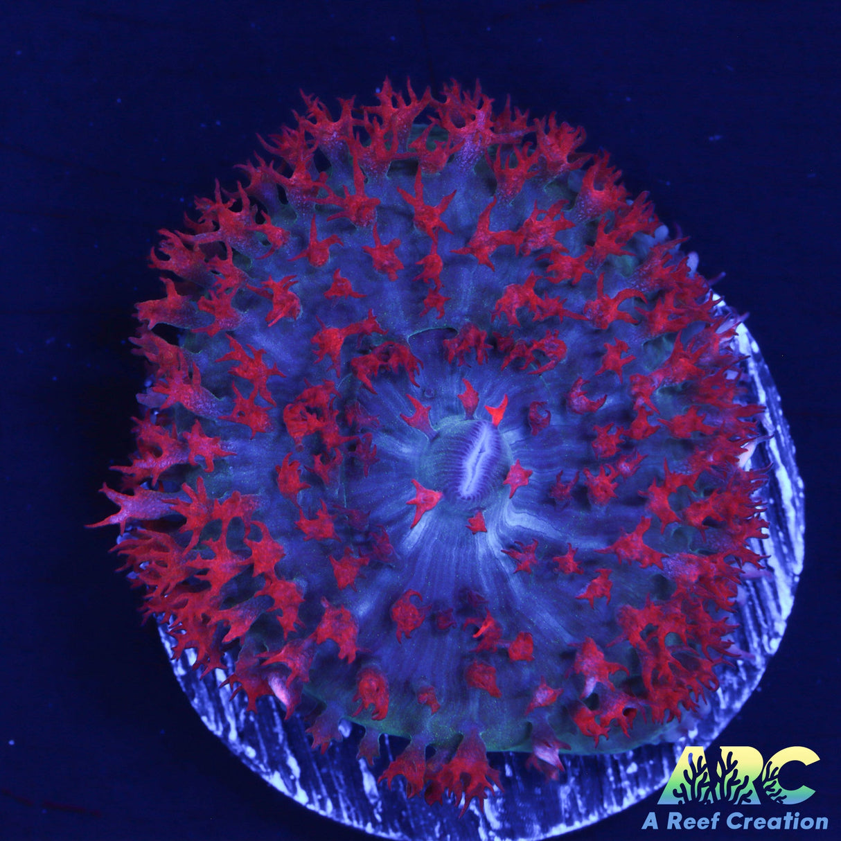 Red St. Thomas Mushroom