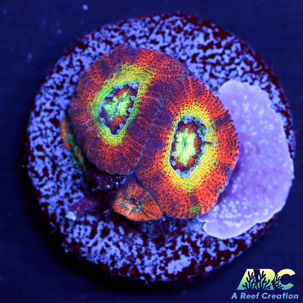 WWC Ruby Red Micromussa