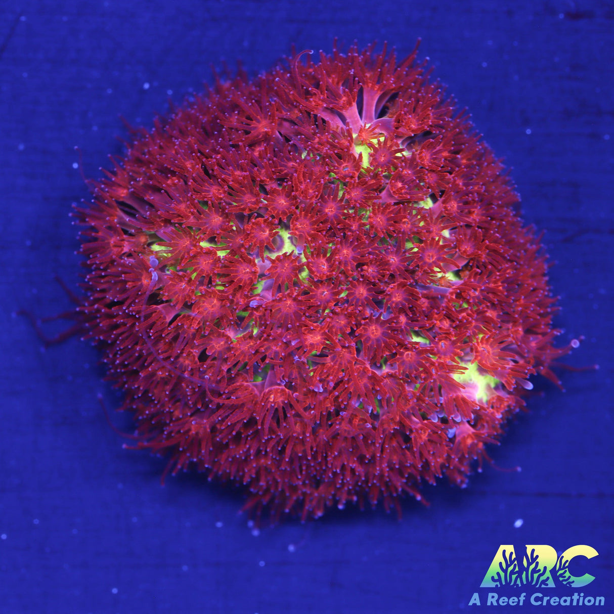 Burning Banana Stylo