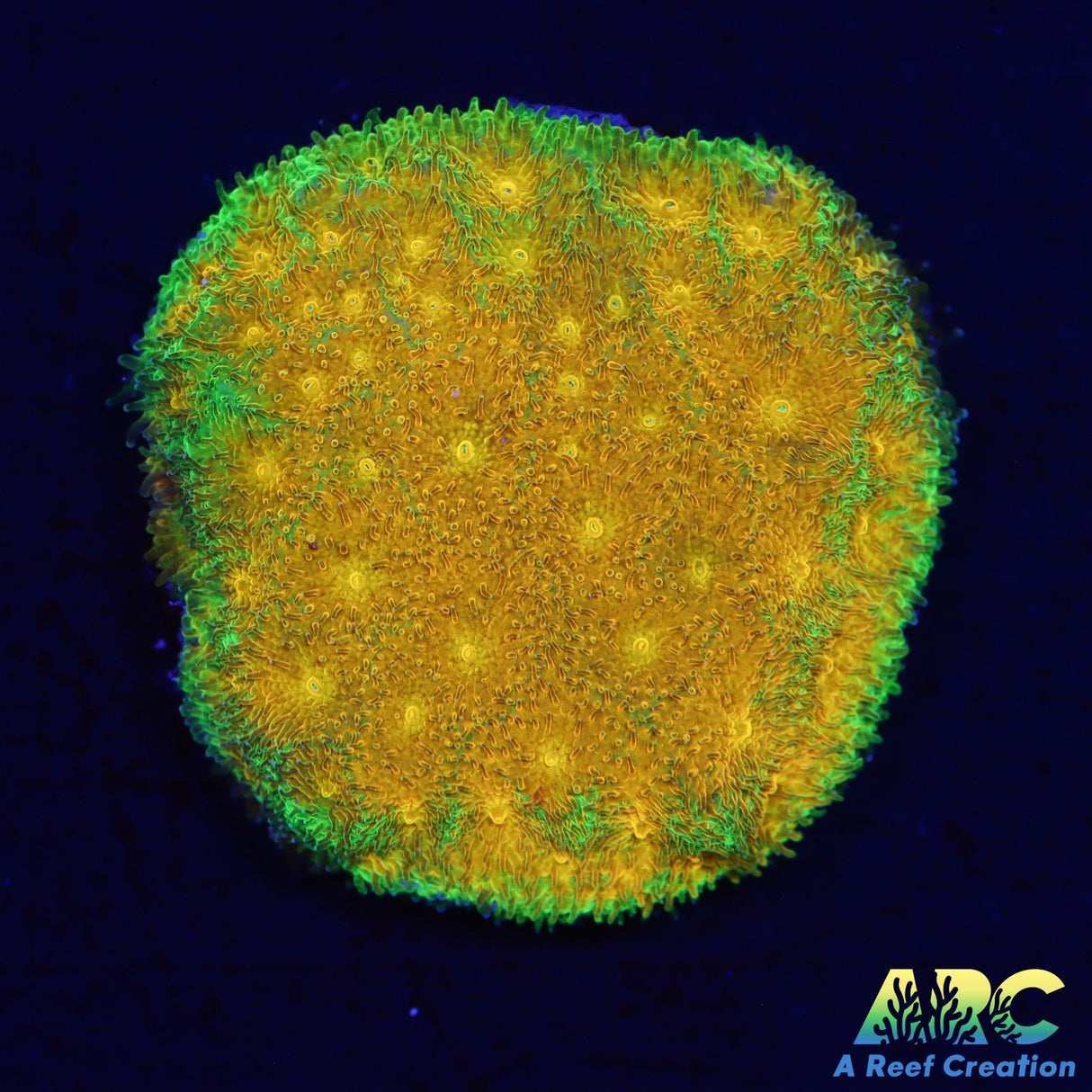 Watermelon Psammocora